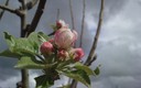 PRIMAVERA ENTRE NUBES