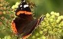Mariposas en Santoña
