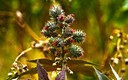ricino planta mortal