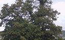 castañas y cielos