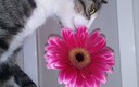 Oliendo la flor