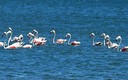 FLAMENKITOS (2)