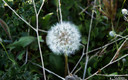 Flora y Fauna Sierra De San CArlos Del Valle
