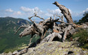 exarboles