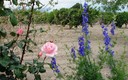 ya esta aqui.......la primavera.