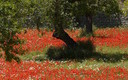 Amapolas