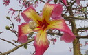 chorisia speciosa