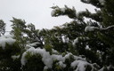 Cerezo en flor con nieve