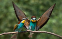 Pareja de abejarucos