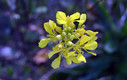 flor