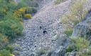 Osos en Libertad