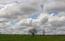 arbol bajo un hermoso cielo