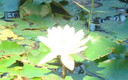 Water Flower