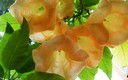 MARAVILLAS DE LA NATURALEZA