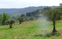 ruta la boquilla