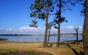 Pinos y mar