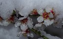 Flores de almendro