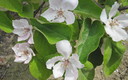 De flor en flor.