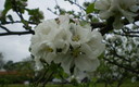 Flor del Manzano
