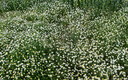flores de campo.................
