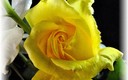 Rosa Amarilla...