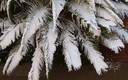 La palmera
