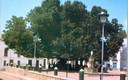 arbol de la plaza