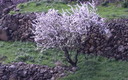 Almendros en flor