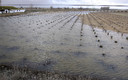 ¡Aleluya, el Záncara lleva agua!