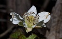 Flores Macro