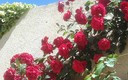 Rosas