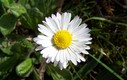 Flora de la Dehesa