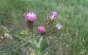 Flores silvestres