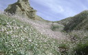 floreciendo en primavera