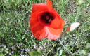 flores y campos charros
