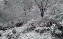 Nieve en Anguiano