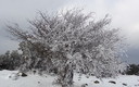 El frio de los árboles