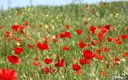 Campo de Amapolas