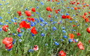 Naturaleza