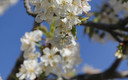 la flor del cerezo, abril_2013