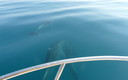 Jugando y disfrutando de los delfines