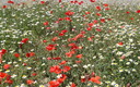 amapolas