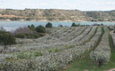 CEREZOS EN FLOR CASPE