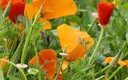 Amapolas naranjas