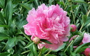Fotos del Jardín Botánico I