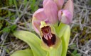orquidea tentheredinifera