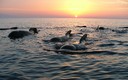 mar en calma, ideal para avistamiento de cetaceos