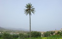la palmera estatica