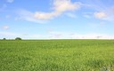 Campos de cereal verdes