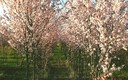Flores en Primavera Vivero en Torrelaguna